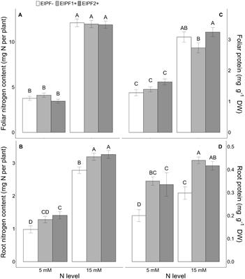 Root symbiotic fungi improve nitrogen transfer and morpho-physiological performance in Chenopodium quinoa